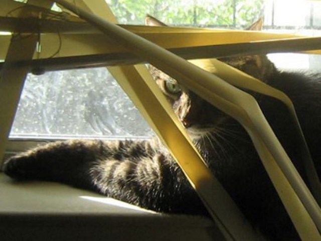 Любопытные коты, кот и жалюзи, кот застрял,животные