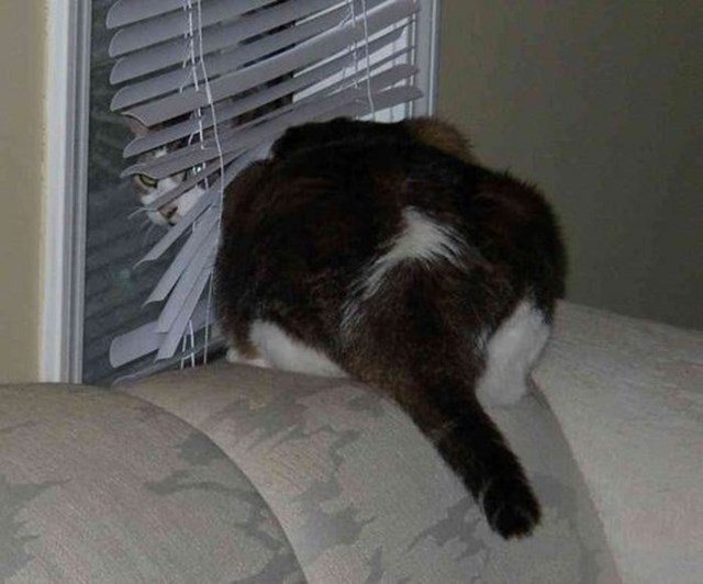 Любопытные коты, кот и жалюзи, кот застрял,животные