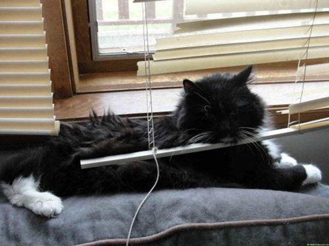 Любопытные коты, кот и жалюзи, кот застрял,животные