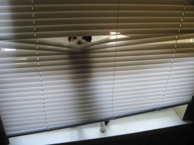 Любопытные коты, кот и жалюзи, кот застрял,животные