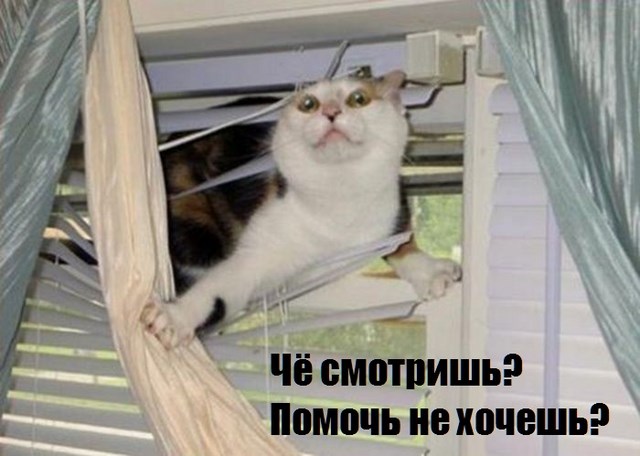 Любопытные коты, кот и жалюзи, кот застрял,животные