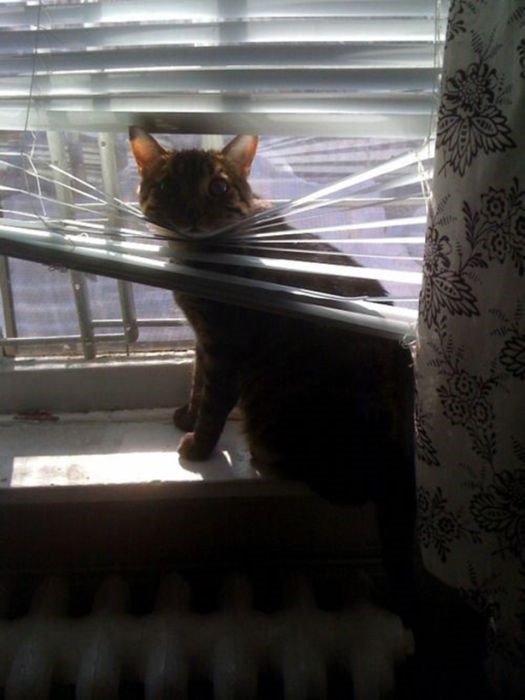 Любопытные коты, кот и жалюзи, кот застрял,животные