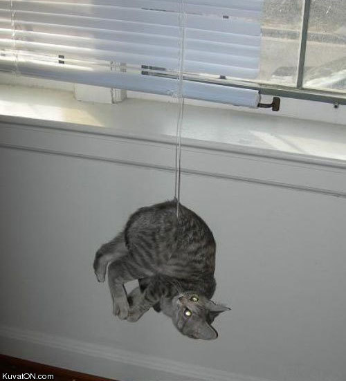 Любопытные коты, кот и жалюзи, кот застрял,животные