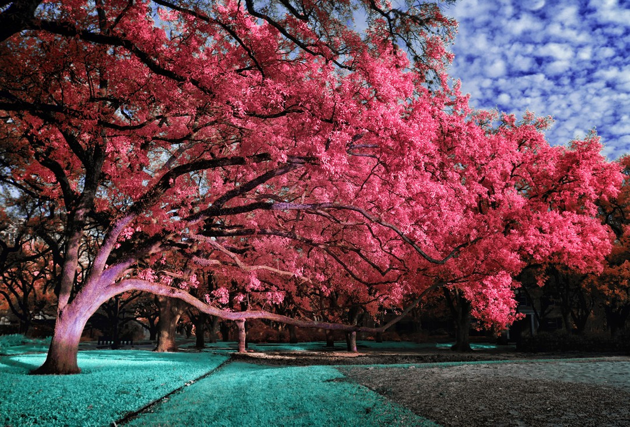 Потрясающие инфракрасные фотографии, позволяющие взглянуть на природу по-другому Инфракрасные фото природы, Гелиос Спада, Helios Spada