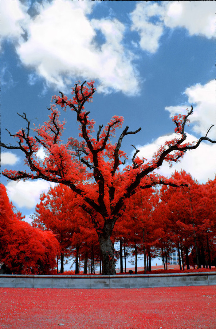 Потрясающие инфракрасные фотографии, позволяющие взглянуть на природу по-другому Инфракрасные фото природы, Гелиос Спада, Helios Spada