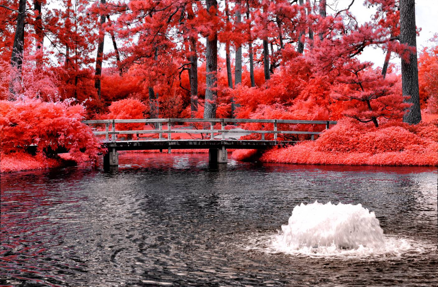 Потрясающие инфракрасные фотографии, позволяющие взглянуть на природу по-другому Инфракрасные фото природы, Гелиос Спада, Helios Spada