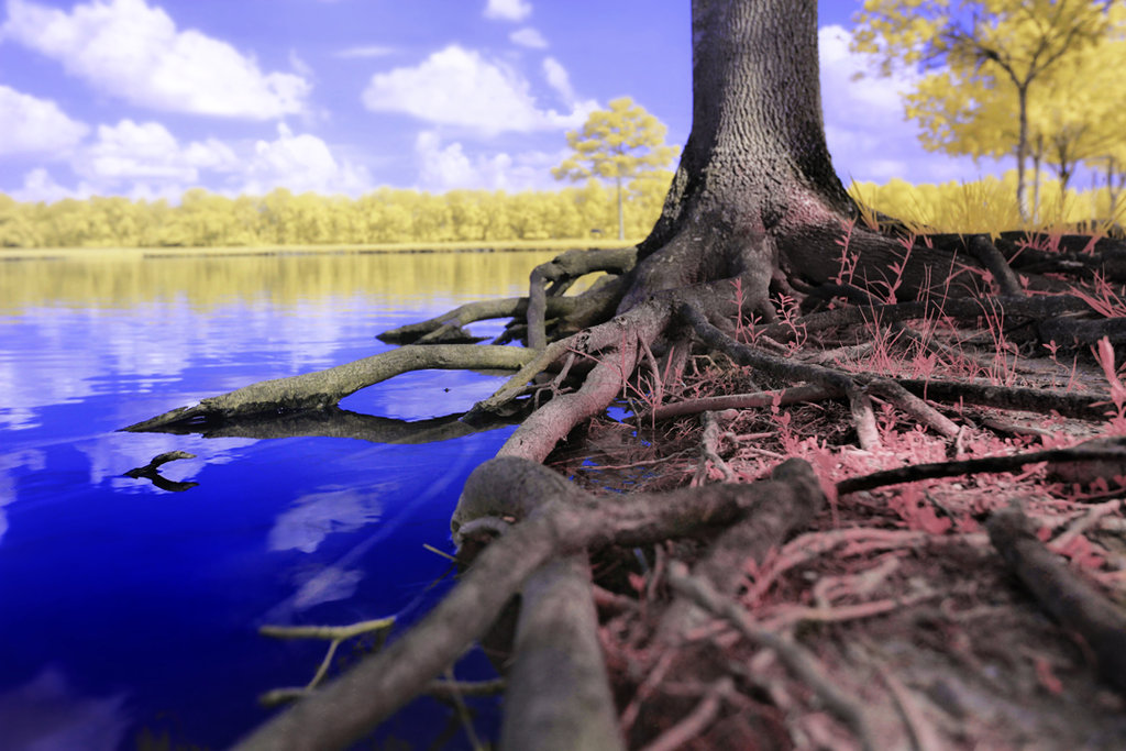 Потрясающие инфракрасные фотографии, позволяющие взглянуть на природу по-другому Инфракрасные фото природы, Гелиос Спада, Helios Spada