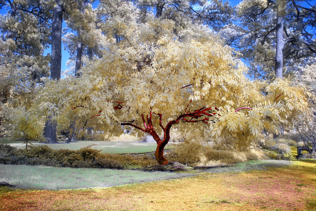 Потрясающие инфракрасные фотографии, позволяющие взглянуть на природу по-другому Инфракрасные фото природы, Гелиос Спада, Helios Spada