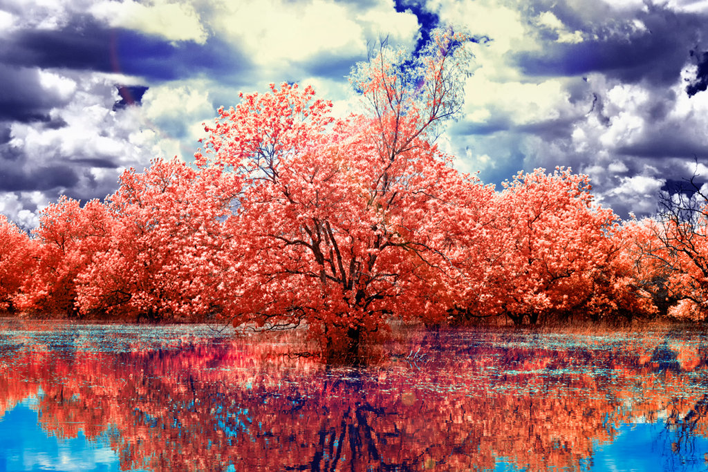 Потрясающие инфракрасные фотографии, позволяющие взглянуть на природу по-другому Инфракрасные фото природы, Гелиос Спада, Helios Spada