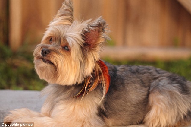 Нарощенные перья и другие тенденции моды среди товаров для собак Нарощенные перья, для собак, Poochie plumes, мода, тенденции, еда