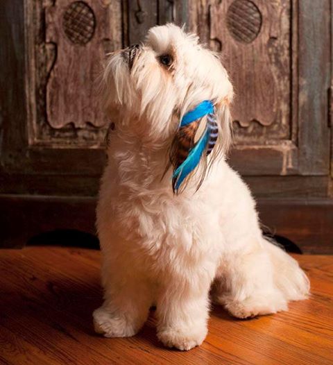 Нарощенные перья и другие тенденции моды среди товаров для собак Нарощенные перья, для собак, Poochie plumes, мода, тенденции, еда