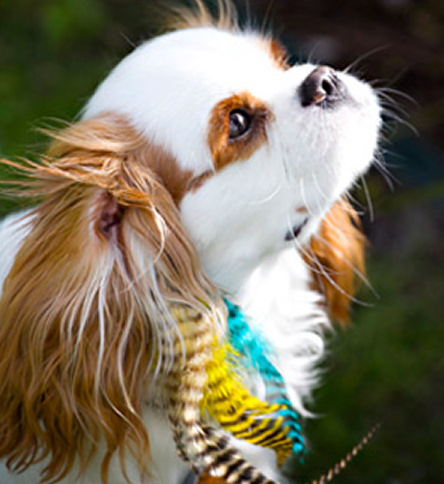 Нарощенные перья и другие тенденции моды среди товаров для собак Нарощенные перья, для собак, Poochie plumes, мода, тенденции, еда