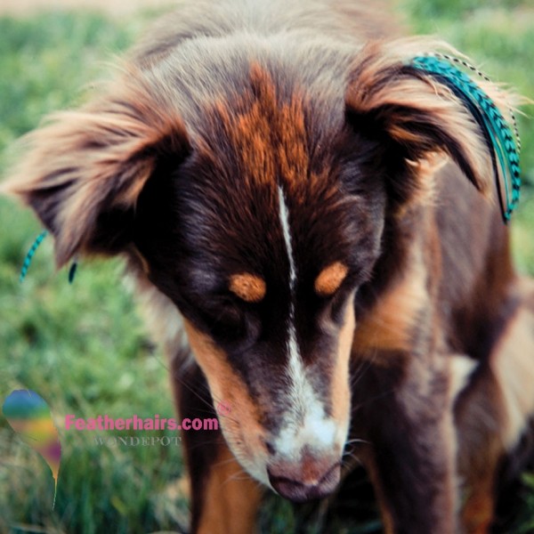 Нарощенные перья и другие тенденции моды среди товаров для собак Нарощенные перья, для собак, Poochie plumes, мода, тенденции, еда