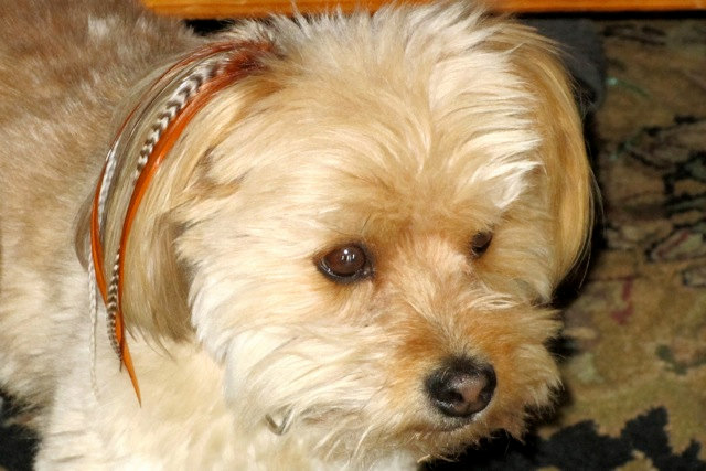 Нарощенные перья и другие тенденции моды среди товаров для собак Нарощенные перья, для собак, Poochie plumes, мода, тенденции, еда