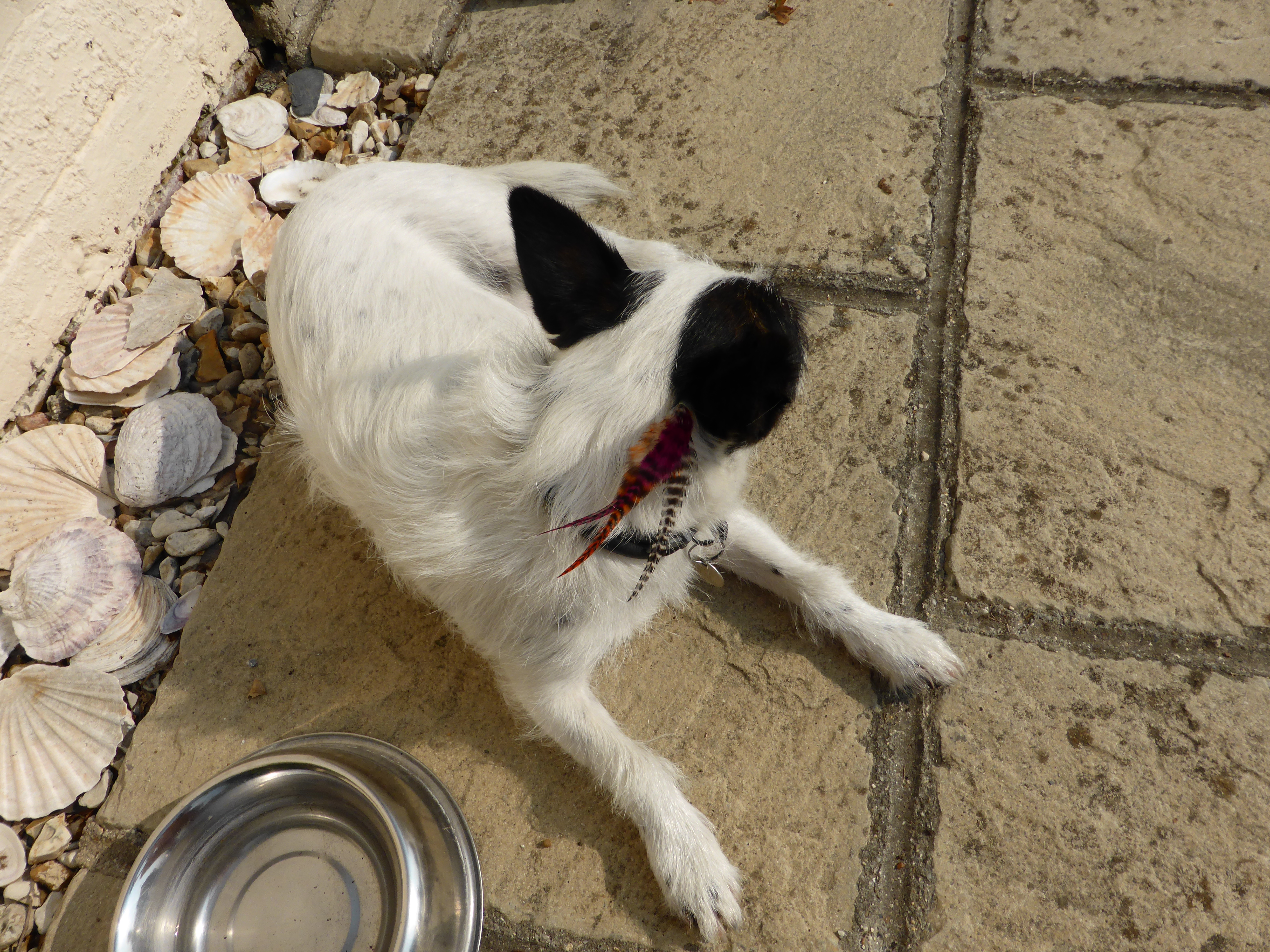 Нарощенные перья и другие тенденции моды среди товаров для собак Нарощенные перья, для собак, Poochie plumes, мода, тенденции, еда