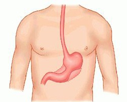 Интересные факты о вашей пищеварительной системе Интересные факты, о пищеварительной системе