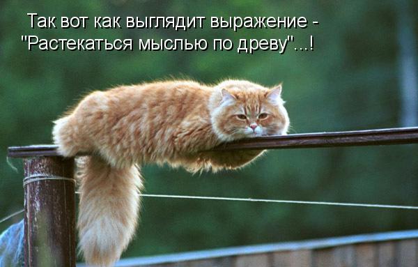 Ложные значения крылатых фраз и пословиц Ложные значения, крылатые фразы,пословицы, неправильный контекст