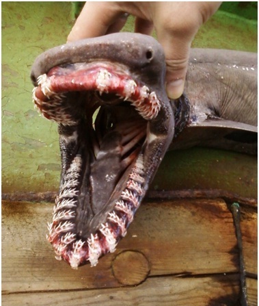 Плащеносная акула,реликт,ископаемое