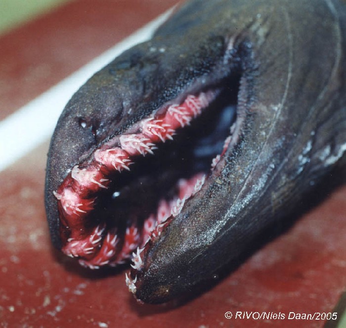 Плащеносная акула,реликт,ископаемое