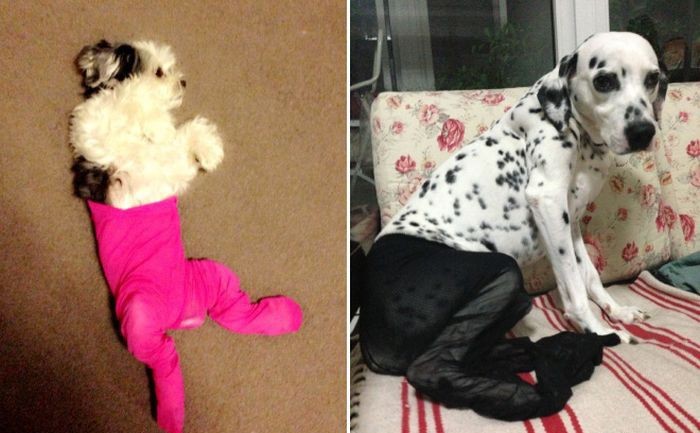 Сумасшедшие китайцы нарядили собак в колготки собаки в колготках, китай