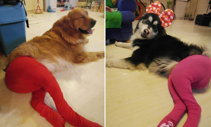 Сумасшедшие китайцы нарядили собак в колготки собаки в колготках, китай