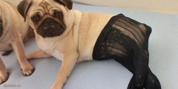 Сумасшедшие китайцы нарядили собак в колготки собаки в колготках, китай