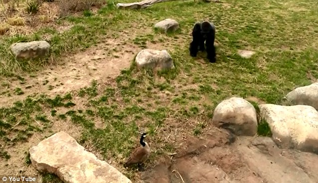 Горилла против гуся. Как думаете, кто убежит от страха? Горилла, Барни, против,гуся, фото, видео