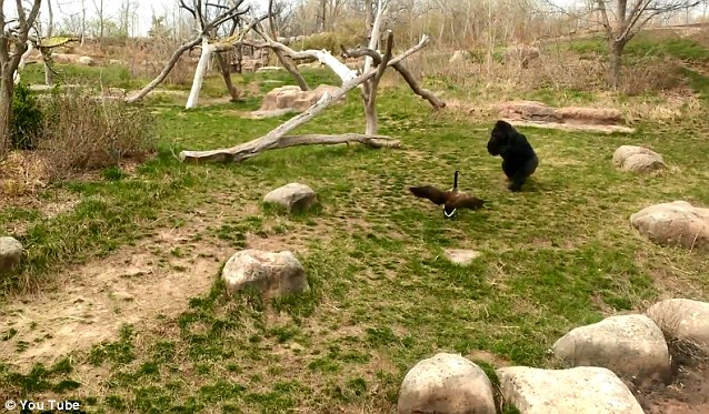 Горилла против гуся. Как думаете, кто убежит от страха? Горилла, Барни, против,гуся, фото, видео