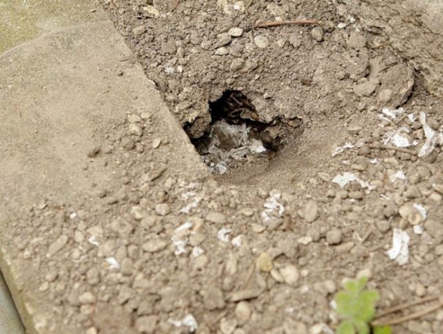 Тинк, хомяк, воскрес