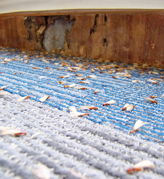 банкроты по глупости, потеряли всё