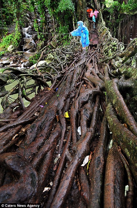 мост из корней, Жембатан Акар, Кубанг, река Баянг, фото, Индонезия