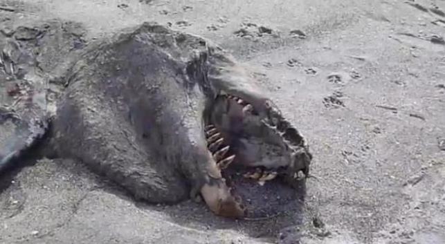 9-метровый монстр найден на берегу Новой Зеландии Монстр, Новая Зеландия, косатка, пляж, берег, видео, фото