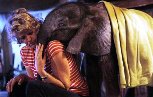 дружба, человек, дикое животное