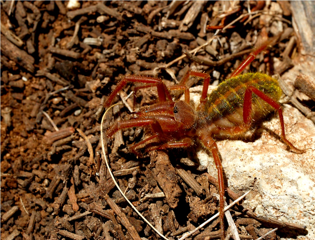 Фаланга, сольпуга, бихорка, паукообразный монстр