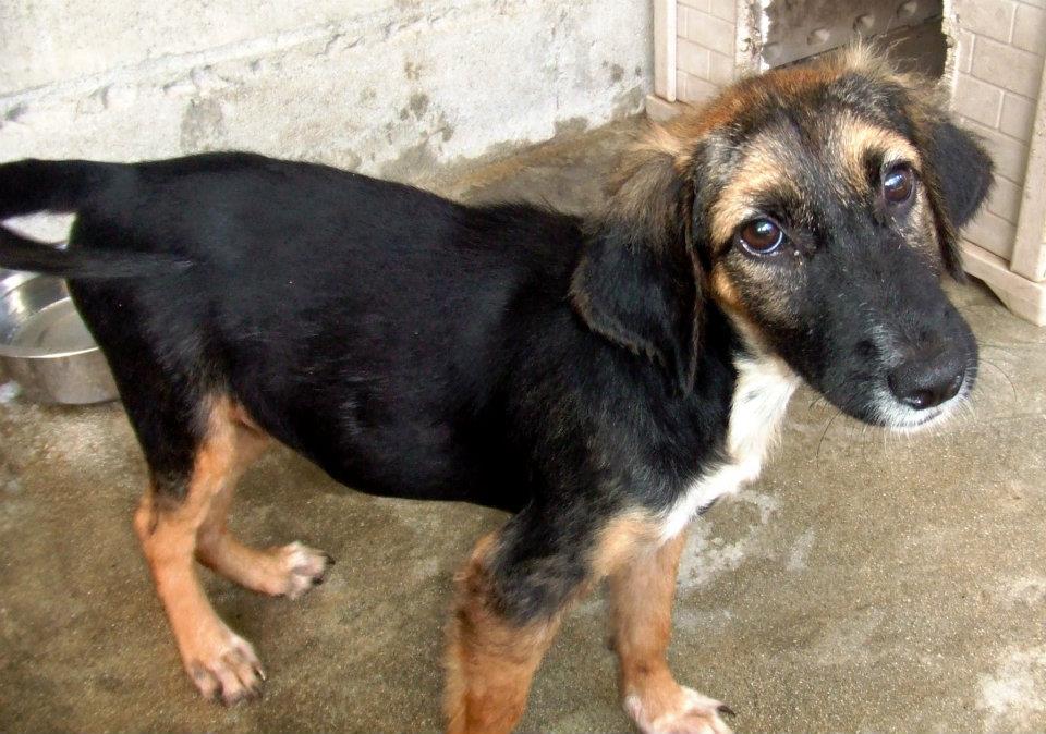 бездомные собаки,приют,до и после