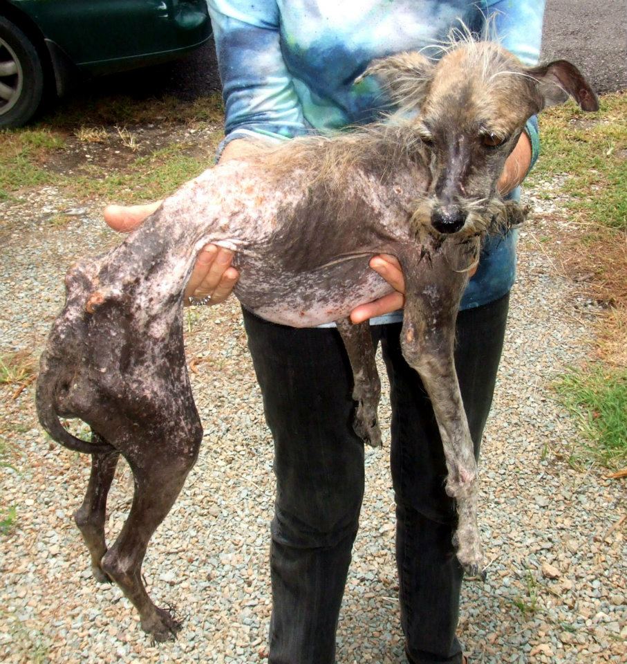 бездомные собаки,приют,до и после