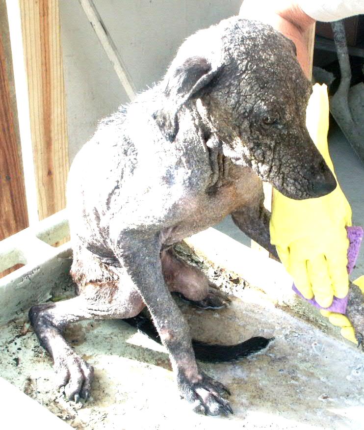 бездомные собаки,приют,до и после