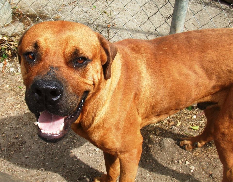 бездомные собаки,приют,до и после