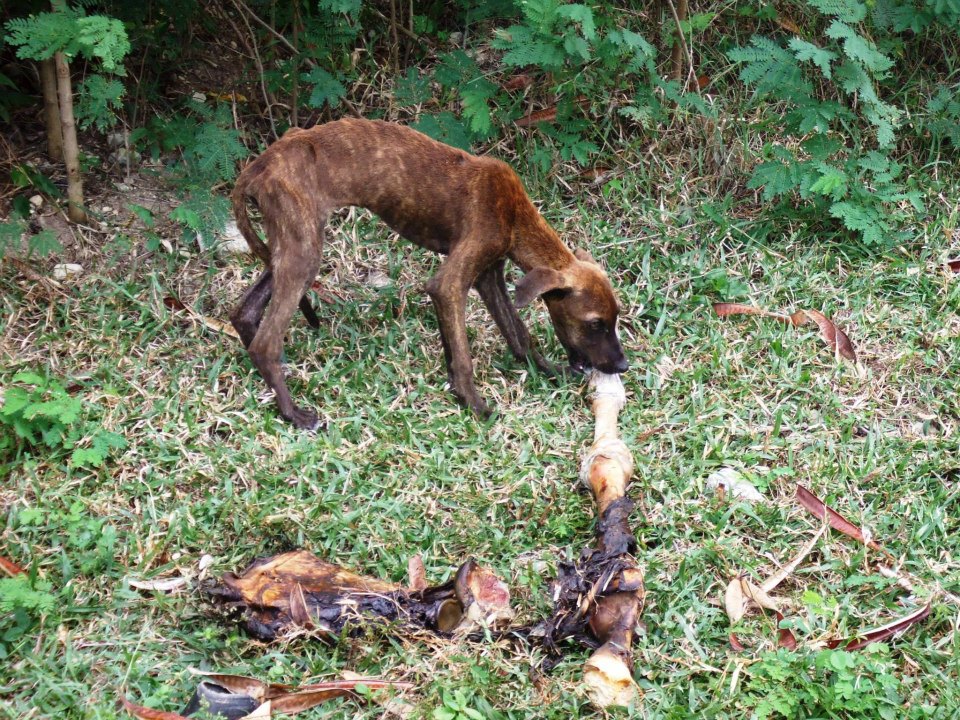 бездомные собаки,приют,до и после