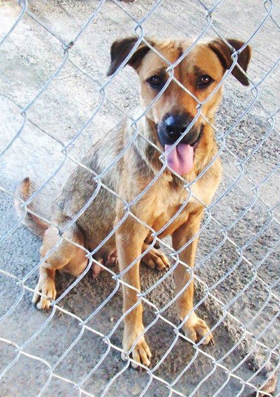 бездомные собаки,приют,до и после