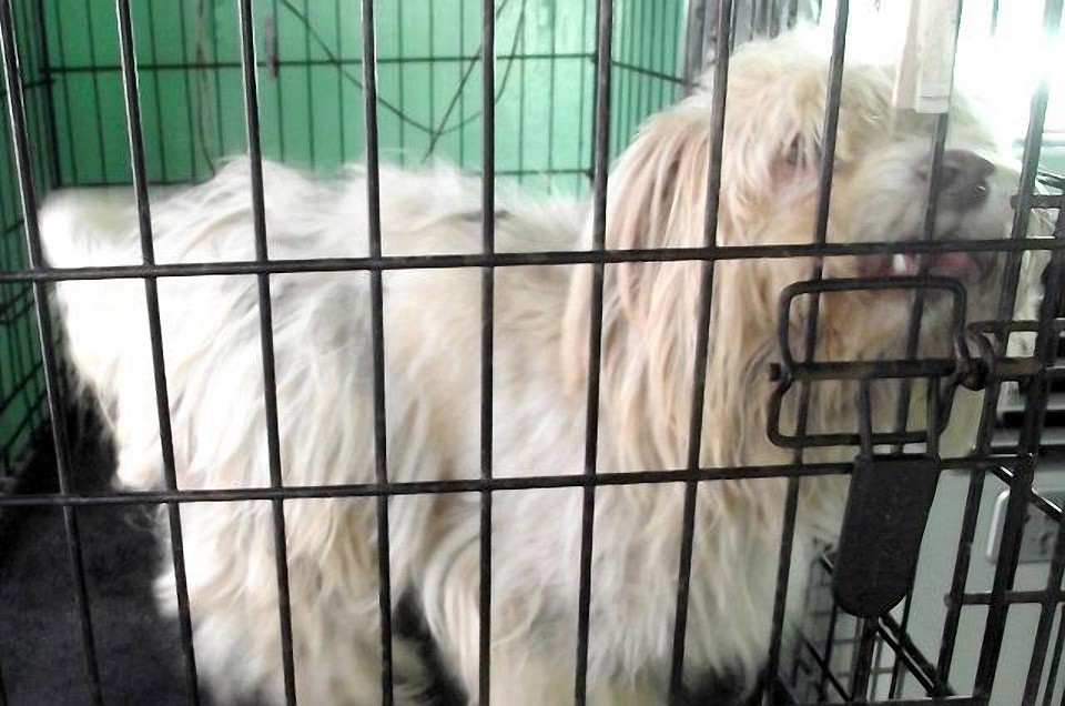 бездомные собаки,приют,до и после