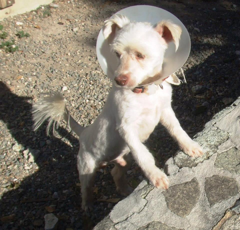 бездомные собаки,приют,до и после