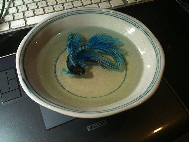 Кен Лай, Keng Lye, 3D-животные, акрил, смола