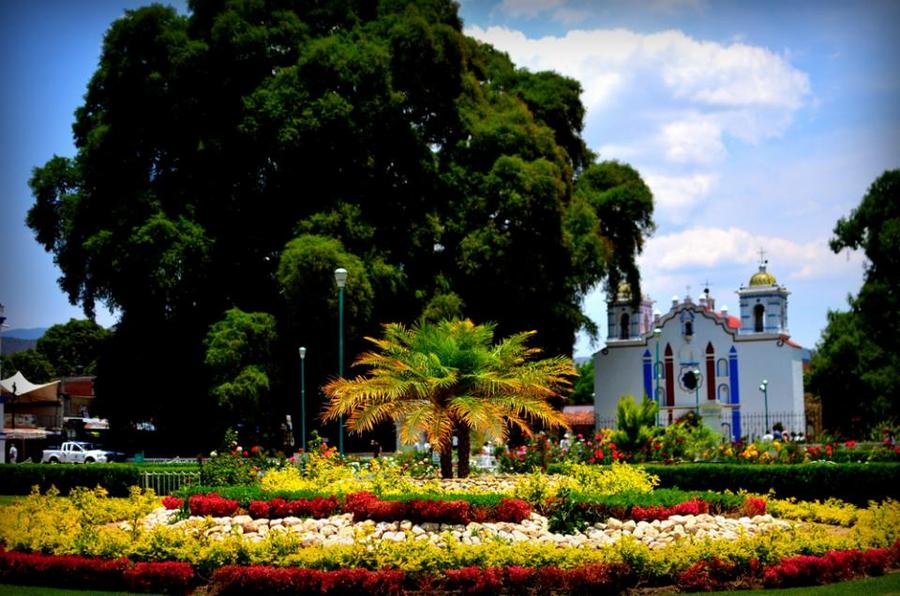 Самые невероятные и удивительные деревья необычные деревья удивительные