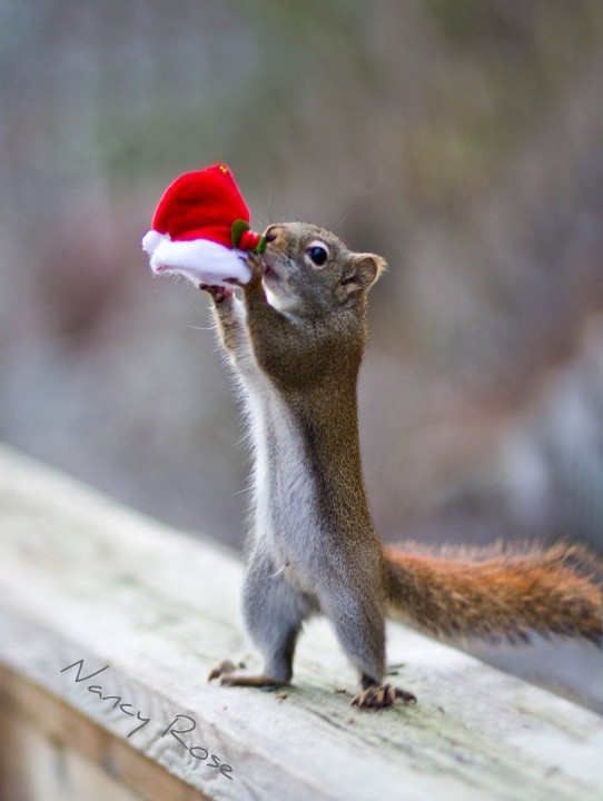 Нэнси Роуз, Nancy Rose,\ белки человеческие дела