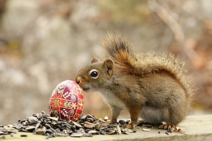Нэнси Роуз, Nancy Rose,\ белки человеческие дела