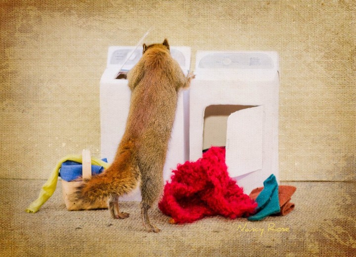 Нэнси Роуз, Nancy Rose,\ белки человеческие дела