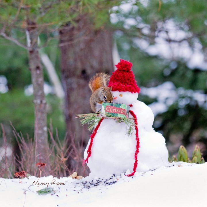 Нэнси Роуз, Nancy Rose,\ белки человеческие дела