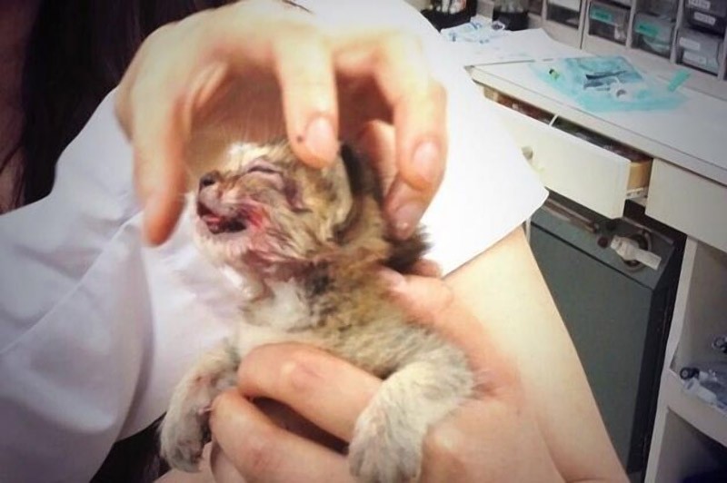 Трогательная история новой интернет-звезды котенка Васаби-чан Трогательная, история, котенка ,Васаби - чан, костюмы, интернет