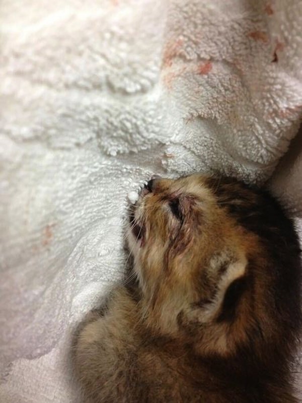 Трогательная история новой интернет-звезды котенка Васаби-чан Трогательная, история, котенка ,Васаби - чан, костюмы, интернет